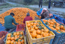 राखुगाउँका कृषकले सुन्तला बिक्री गरेर डेढ करोडभन्दा बढी रकम गाउँमा भित्र्याय